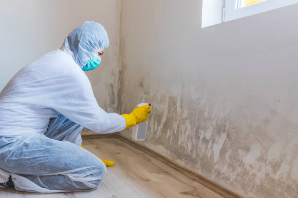 Licensed Mold Remediation service in Bayport, NY - WQB Mold Removal